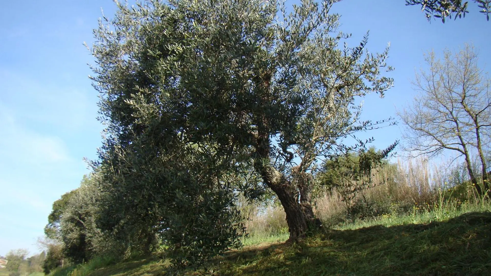 Podere Gian Battaglia Fucecchio Apartment
